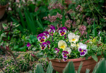Fototapeta na wymiar Beautiful blooming viola tricolor with colorful – purple, white and yellow – flowers, growing in a garden