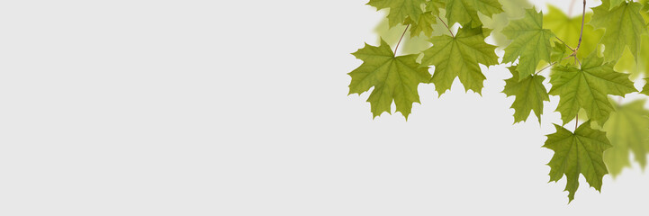Green leaves maple on the white background
