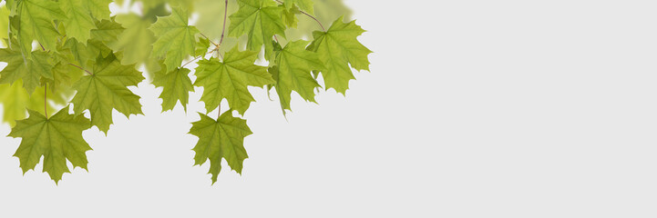 Green leaves maple on the white background