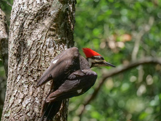Pileated Woodpeckers