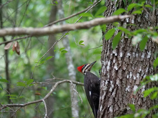 Pileated Woodpeckers