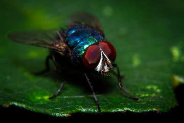 Macro shot a fly resting on the leaf 