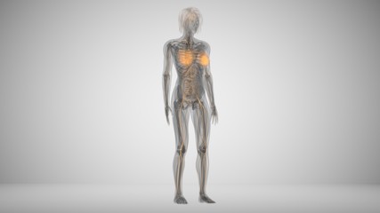 3d illustration of a woman with lighted breasts