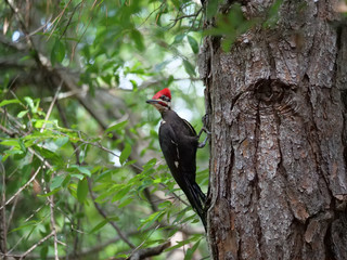 Pileated Woodpeckers