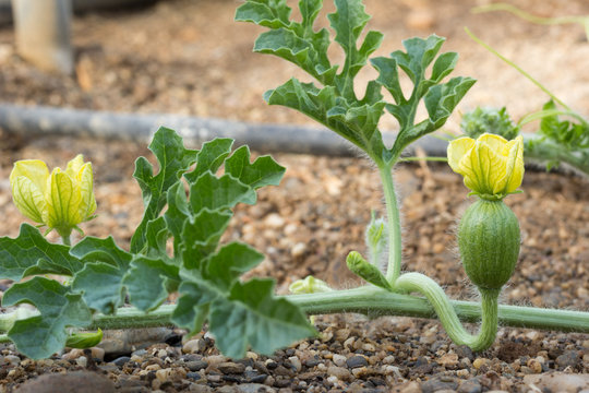 flores de sand&iacute;a en primavera