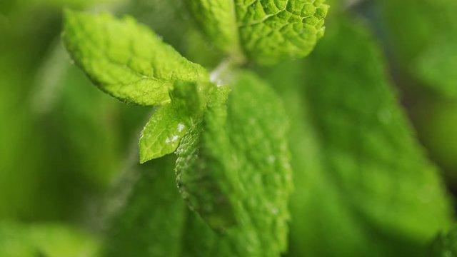 Green leaves of young mint sprinkled with water - close-up.