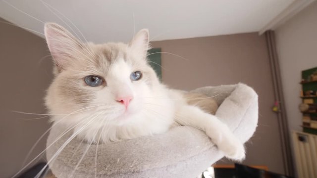 A ragdoll female cat playing with a toy on a cat tree