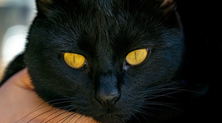 Head of a black cat with yellow eyes close up