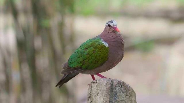 Common Emerald Dove Perching on Tree Branch. Beautiful Chalcophaps Indica Sitting and Relax in Aviary in Thailand