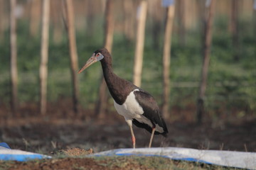 stork in the forest