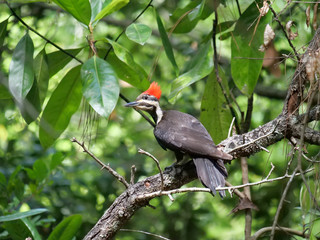 Pileated Woodpeckers