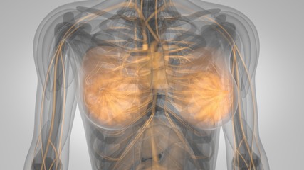 3d illustration of a woman with lighted breasts