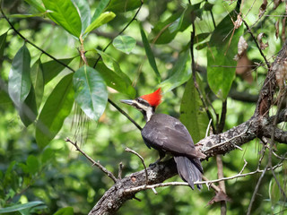 Pileated Woodpeckers