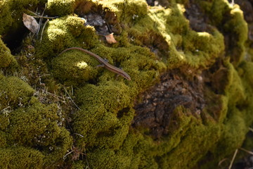 Nature of the southern Urals