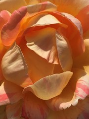 Fototapeta na wymiar Floral peach color rose texture 