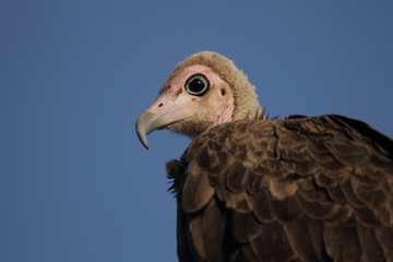 portrait of a vulture