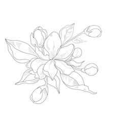 Line drawn flowers bouquet ,buds isolated in white background:card design:invitation
