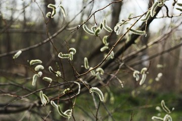 Spring flowering willow tree on the forest