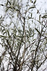 Spring flowering willow tree on the forest