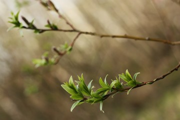 Tree with the first green leaves in the forest