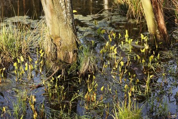 Green grass by the water in the forest