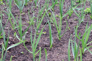 Young green garlic growing. Young garlic plants. Seedlings. Gadening.Sprouts of garlic. Organic and healthy food