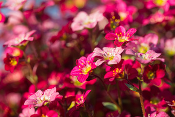 fuksjowo-różowe kwiaty,  skalnica Purpurteppich kwitnąca wiosną