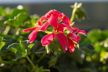 Różowe kwiaty pelargonia, bodziszek, podświetlone przez promienie słońca
