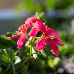 Różowe kwiaty Pelargonii  oświetlone promieniami słońca