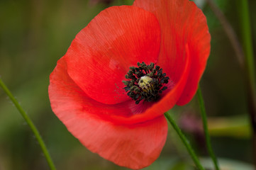Fototapeta premium Flor amapola roja abierta