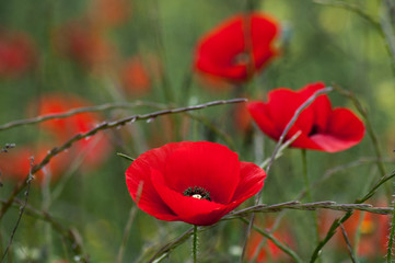 Campo con flores amapolas rojas