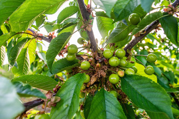 green cherries in a tree