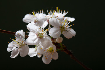 White flowers of a blossoming cherry close-up