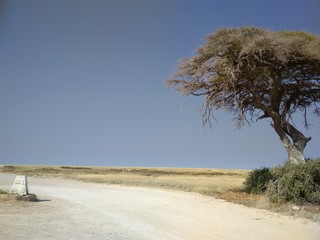 Paysage savane