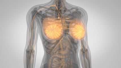 3d illustration of a woman with lighted breasts