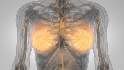 3d illustration of a woman with lighted breasts