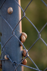 Set of snails on a metal fence