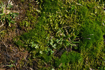 Part of the ground area with a moss and grass