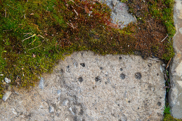 background texture: the surface of concrete slab covered with moss
