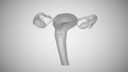 3d illustration of female health organs. Ovaries and cervix