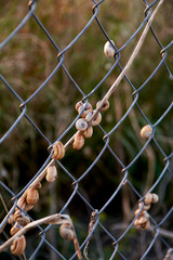 Set of snails on a metal fence