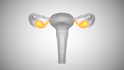 3d illustration of female health organs. Ovaries and cervix