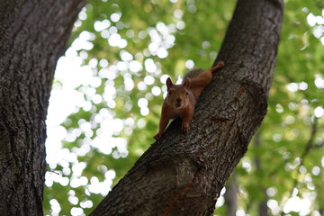squirrel on tree