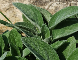 Woolly Hedgenettle (Lamb's Ears) 