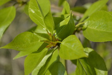 bug on leaf