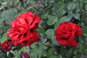 Rosas rojas grandes  en un jardín
