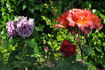 Jardín de rosas al atardecer 