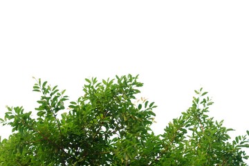 Tropical tree leaves with branches on white isolated background for green foliage backdrop 