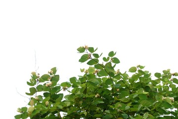 Tropical tree leaves with branches on white isolated background for green foliage backdrop 
