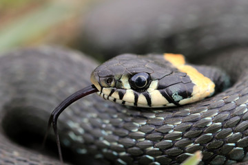 grass-snake 2020